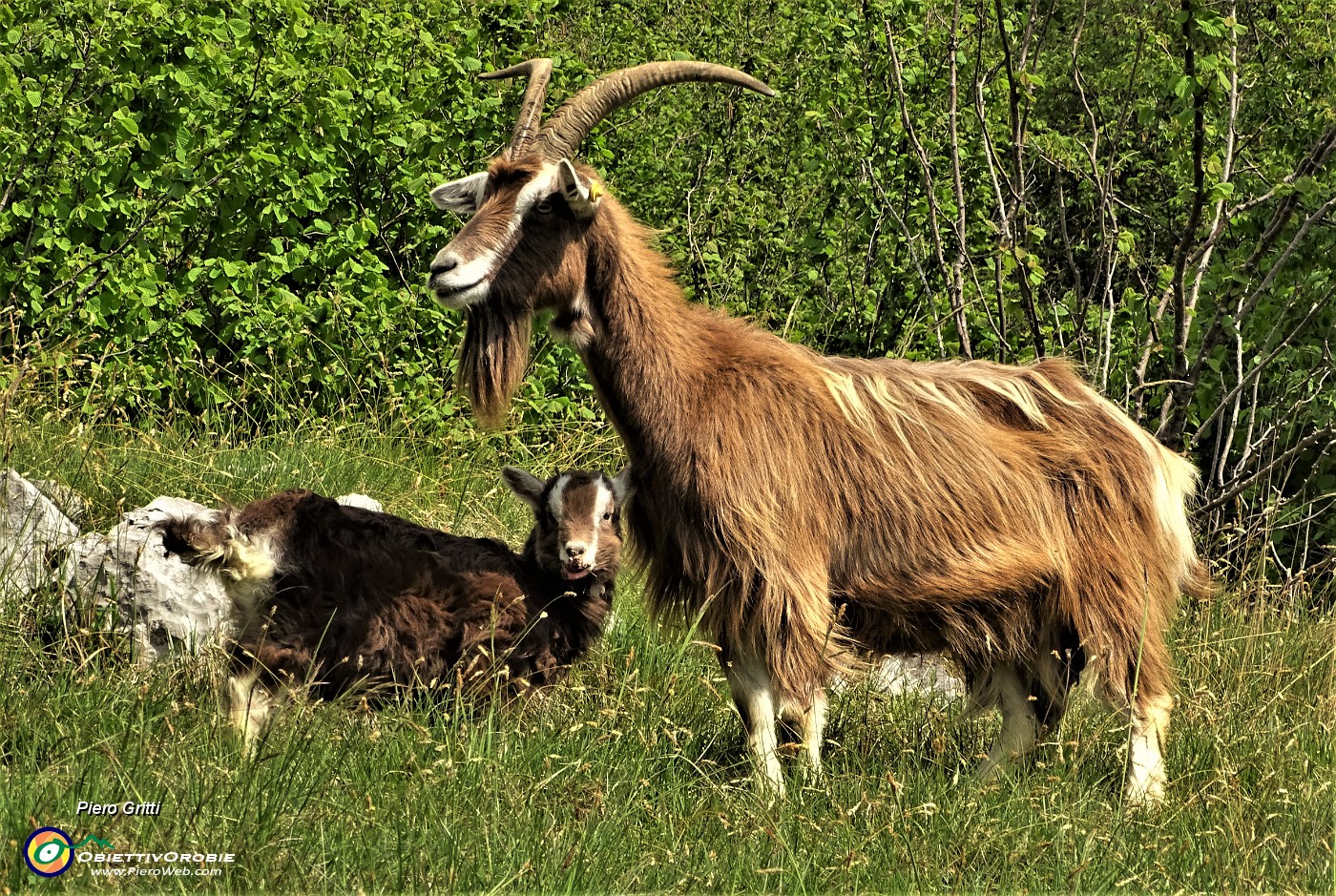 19 Solo mamma capra con capretta oggi fuori al pascolo.JPG